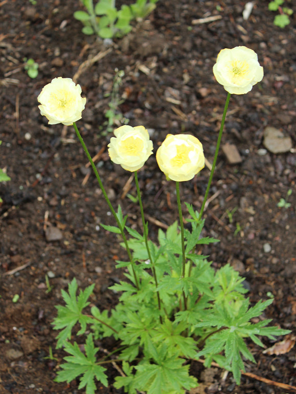 Trollius 'Cheddar' med mörkgröna blad