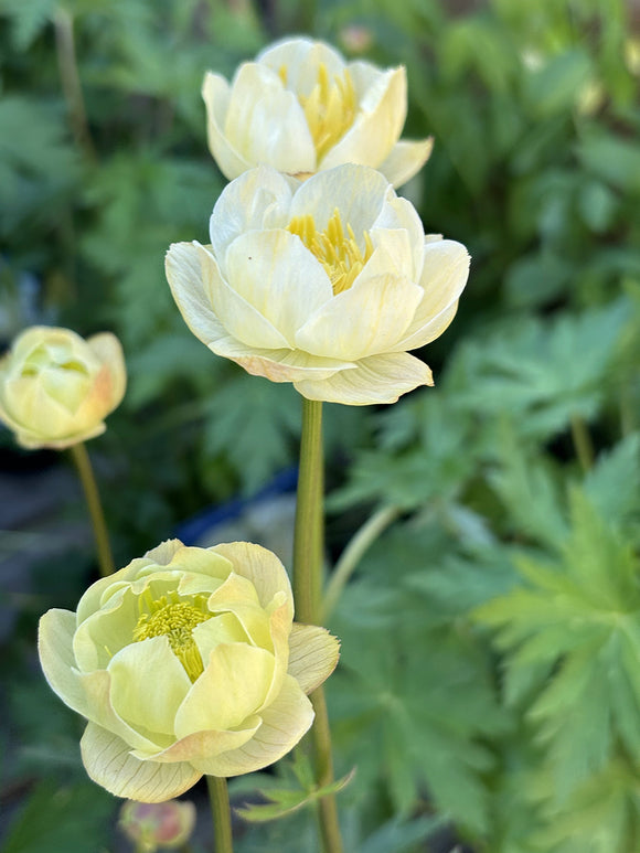 Smörgula blommor på Trollius 'Cheddar'