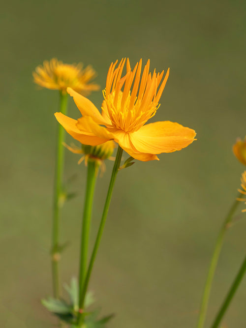 Stora gyllengula blommor på Trollius 'Golden Queen'