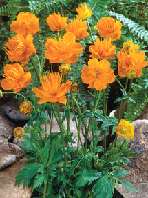 Trollius chinensis Golden Queen (Smörboll)