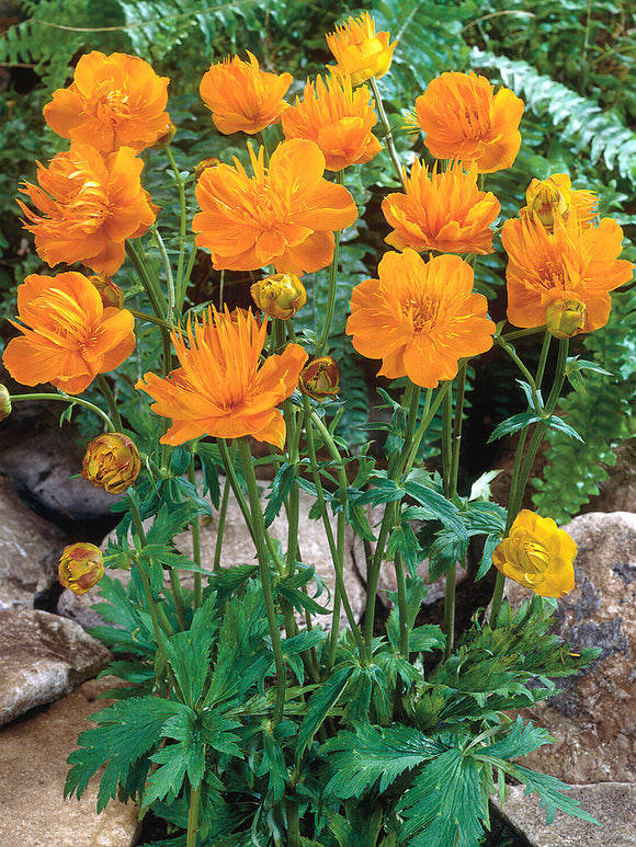 Trollius 'Golden Queen' med gyllengula blommor