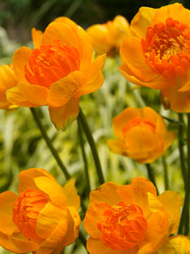 Trollius Orange Crest (Smörboll)