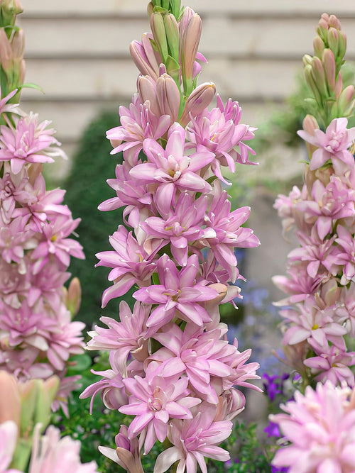Köp Tuberos Chia Nong Pink Sapphire (Polianthes)