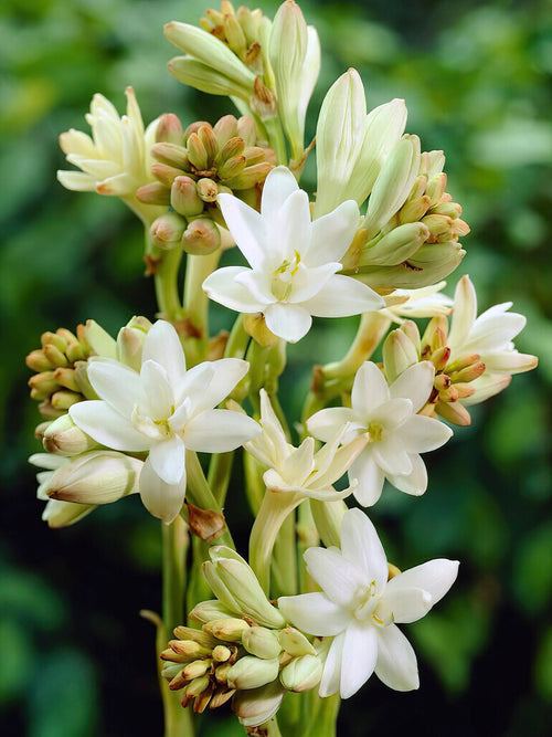 Tuberos The Pearl (Polianthes) | DutchGrown™ Sverige