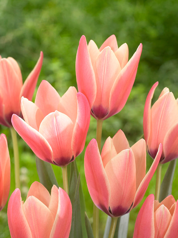 Elegant botanisk tulpan i blom