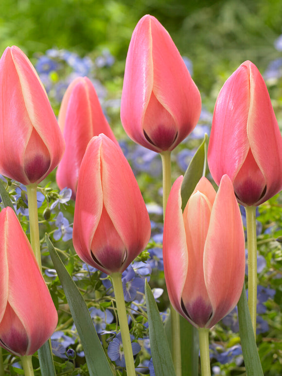 Närbild Tulipa clusiana Annika