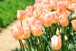 The DutchGrown Blog tulpanlökar