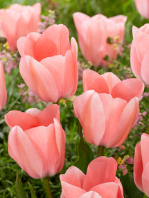 Tulpan Bella Blush