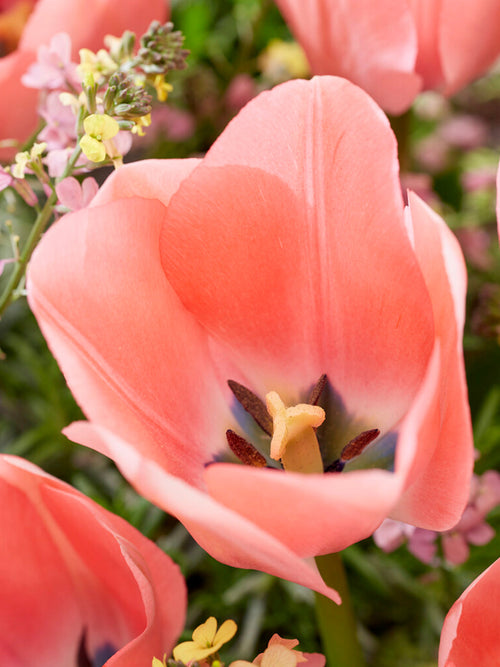 Köp Tulip Bella Blush
