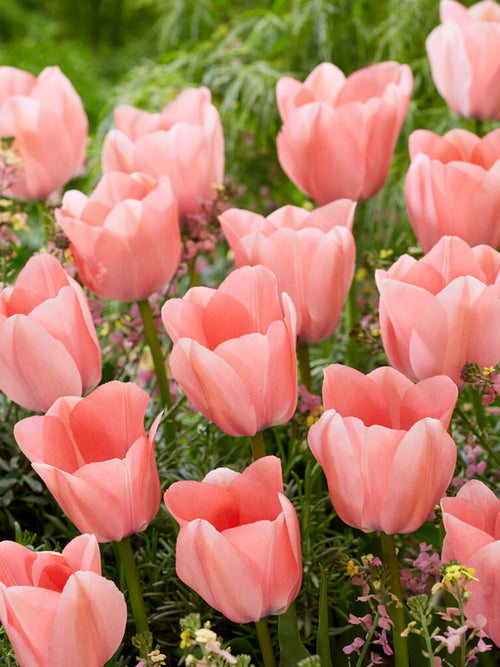 Köp Tulip Bella Blush