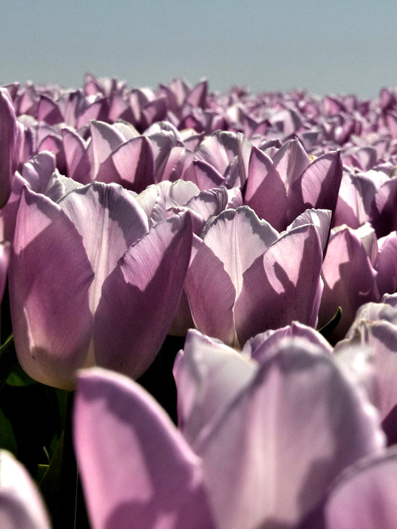 Tulpan Blue Aimable | Blomsterlökar från DutchGrown™
