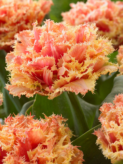 Tulpan Brisbane | DutchGrown™ |