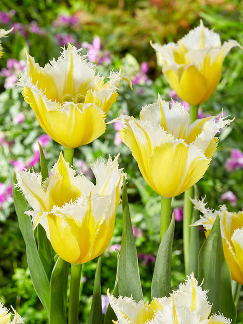 Köp Tulpan Burning Flame Blomsterlökar