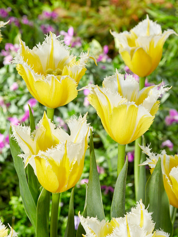 Köp Tulpan Burning Flame Blomsterlökar