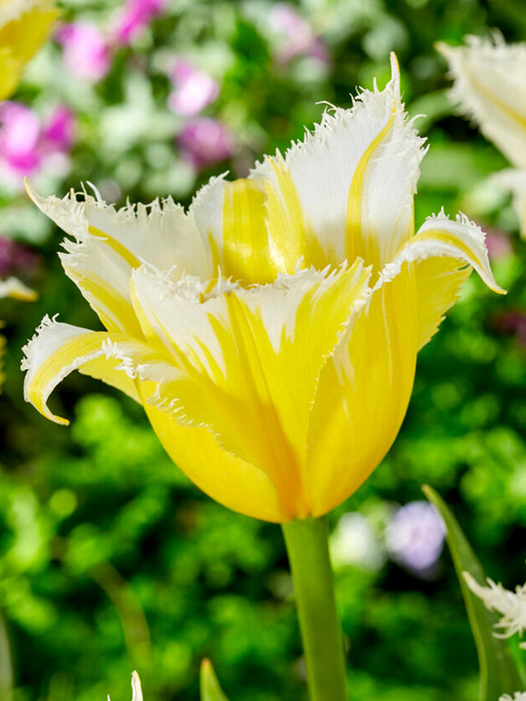 Köp Tulpan Burning Flame Blomsterlökar