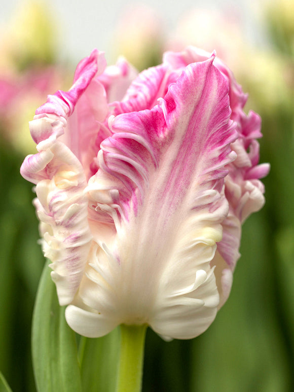 Tulpan Cabanna Parrot | Från Holland hos DutchGrown™