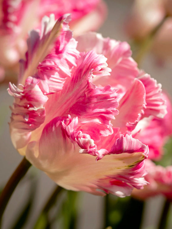 Tulpan Cabanna Parrot | Från Holland hos DutchGrown™