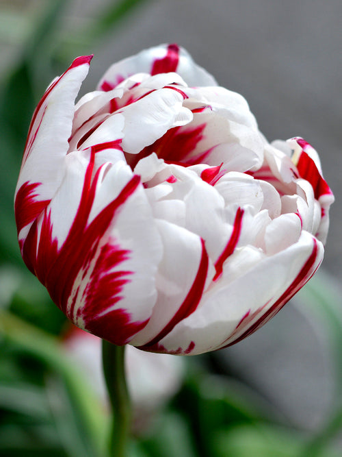 Tulpan Carnival de Nice | Blomsterlökar från DutchGrown™