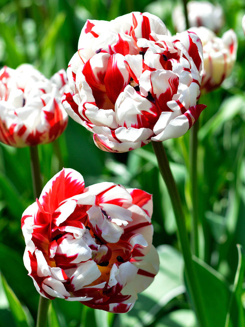 Tulpan Carnival de Nice | Blomsterlökar från DutchGrown™