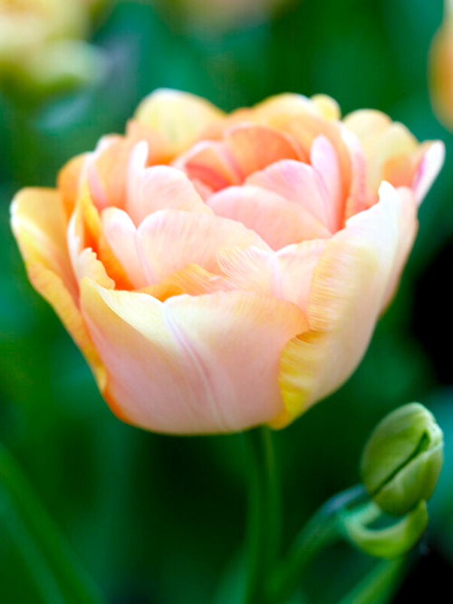 Tulpan Charming Beauty® | DutchGrown™