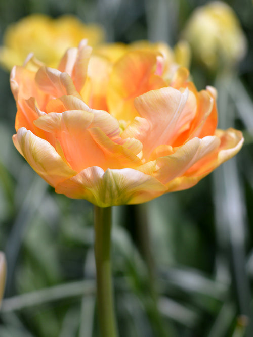 Köp Tulpan Charming Beauty® | DutchGrown™