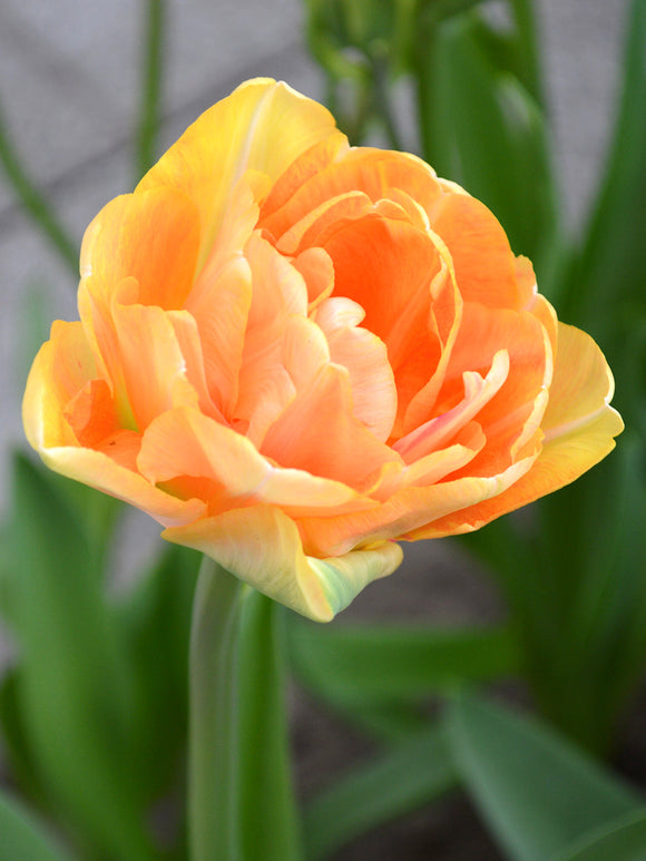 Tulpan Charming Beauty® | DutchGrown™ - Vi levererar överallt inom Sverige