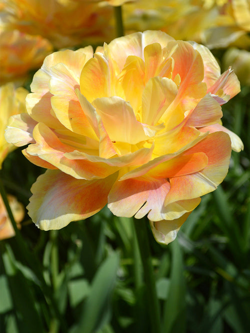 Tulpan Charming Beauty® | DutchGrown™