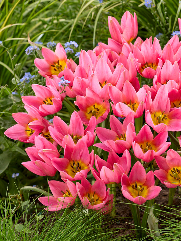 Tulpan ‘Daniella’ i vårblomning
