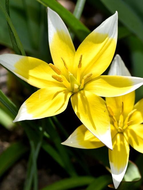 Tulpan Dasystemon Tarda | Köp online från DutchGrown™