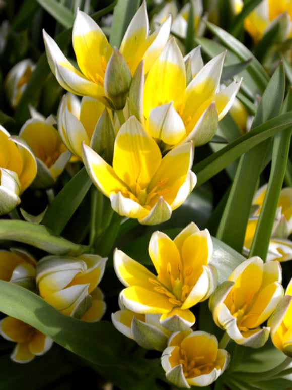 Tulpan Dasystemon Tarda | DutchGrown™