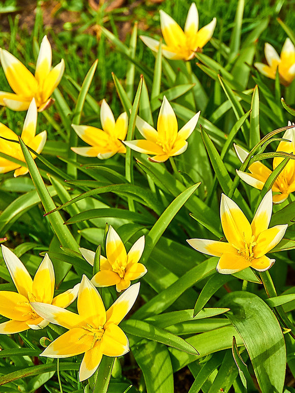 Tulpan Dasystemon Tarda | Köp från DutchGrown™