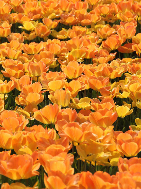 Tulpan Daydream från Holland hos DutchGrown™