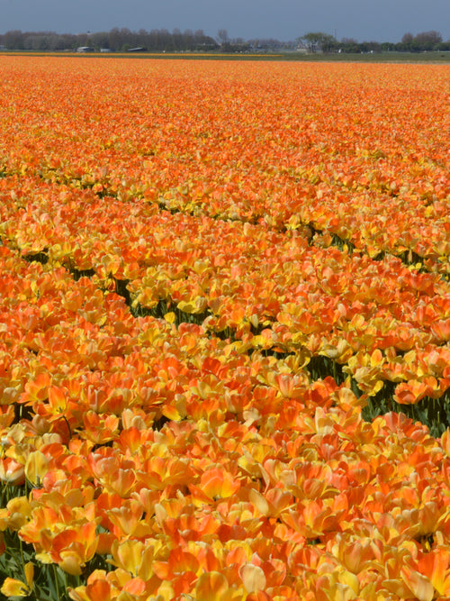 Tulpan Daydream - DutchGrown™