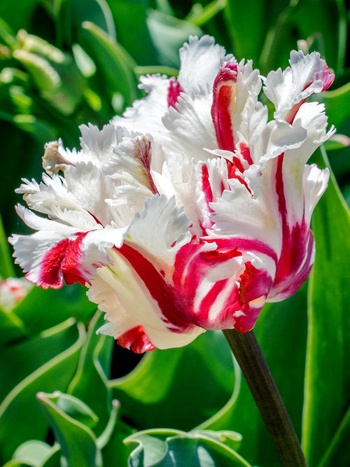 Köp Tulpan Estella Rijnveld | DutchGrown™ - Blomsterlökar från Holland