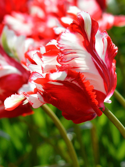 Tulpan Estella Rijnveld | DutchGrown™ - Blomsterlökar från Holland