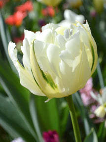 Tulpan Exotic Emperor
