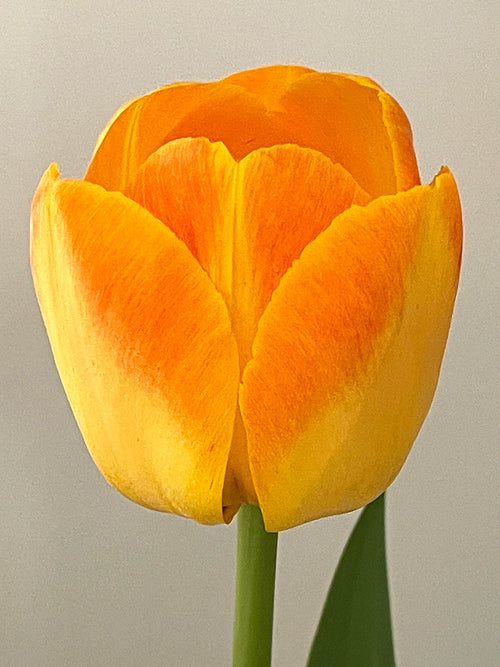 Köp Tulpan Goldfinch - DutchGrown