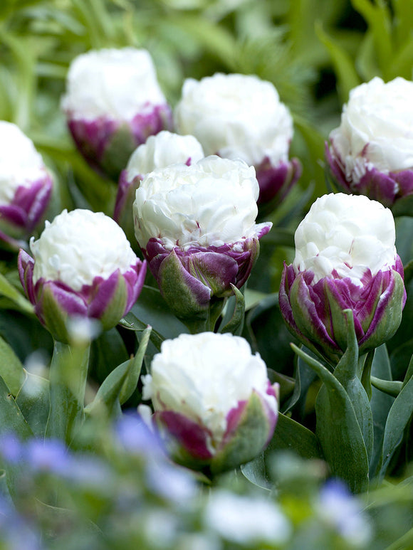 Köp Tulpan Ice Cream | DutchGrown™