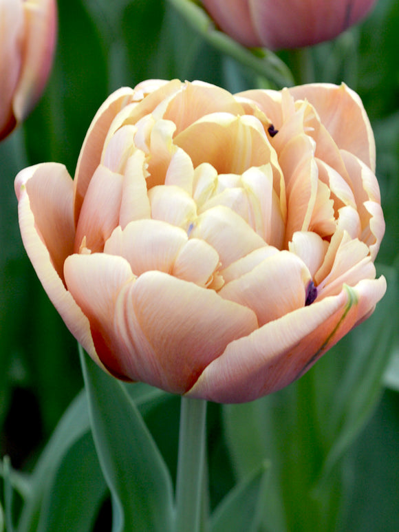 Tulpan La Belle Epoque | DutchGrown™ | Blomsterlökar från Holland