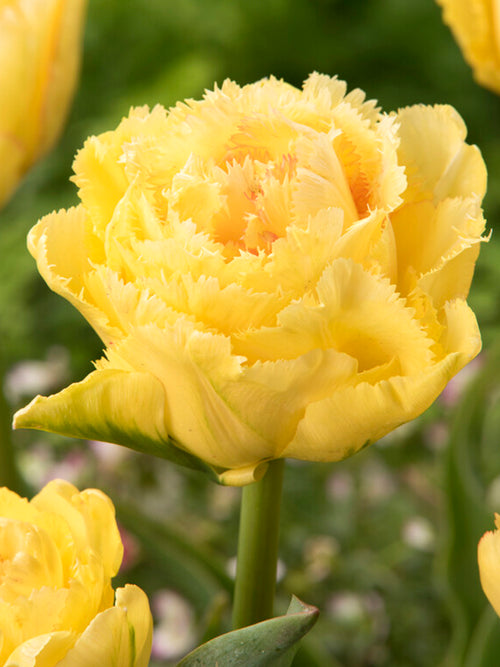 Köp Tulpan Lemon Shoot Blomsterlökar från DutchGrown™