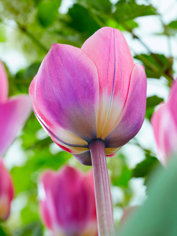 Köp Tulpan Light and Dreamy