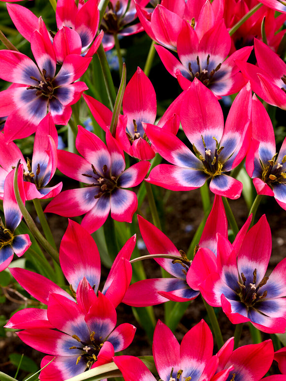 Tulipa humilis i vårsol