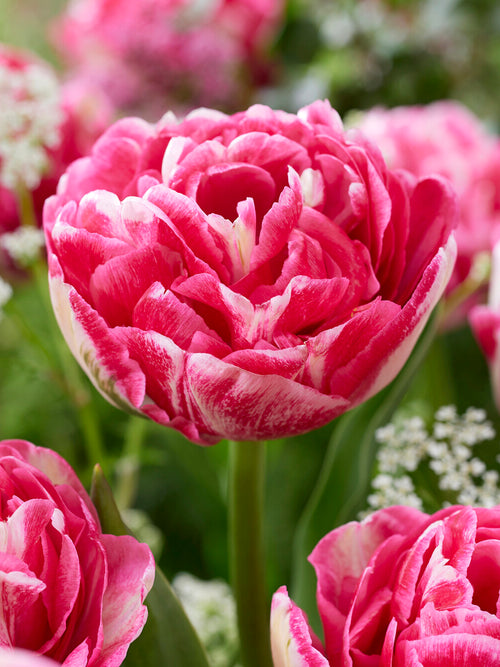 Dubbel tulpan Marshmallow rosa krämvit