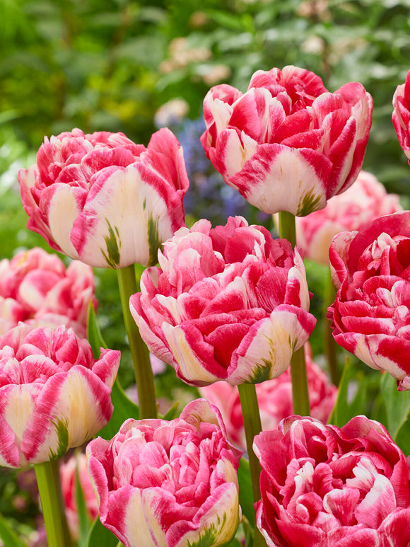 Tulpan Marshmallow pionlik blomma
