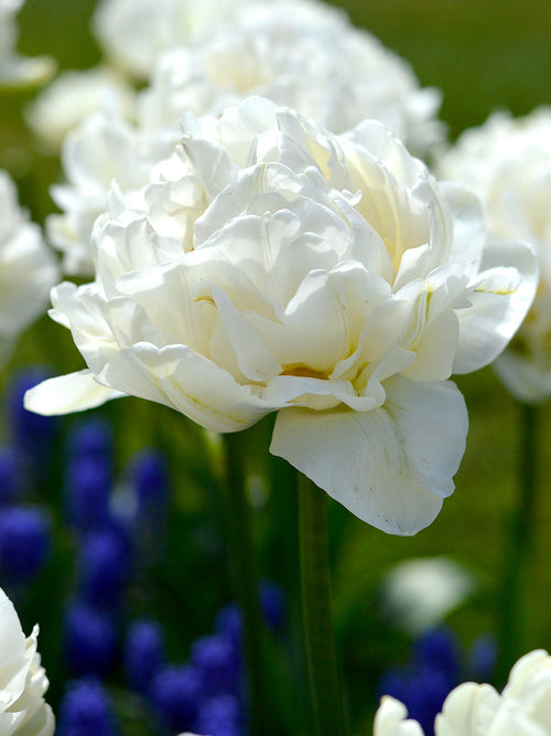 Tulpan Mondial | Blomsterlökar från DutchGrown™