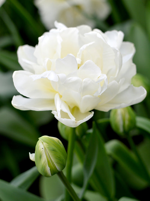 Tulpan Mondial | Köp Blomsterlökar från Holland | DutchGrown™
