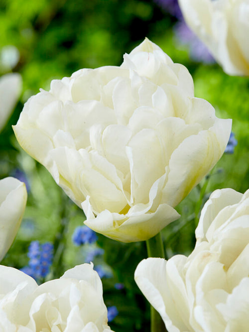 Tulpan Mondial | Köp Blomsterlökar från DutchGrown™