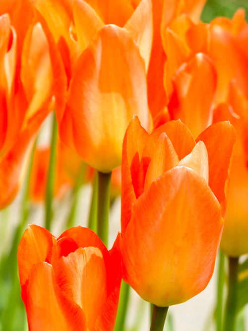 Tulpan Orange Emperor från DutchGrown™