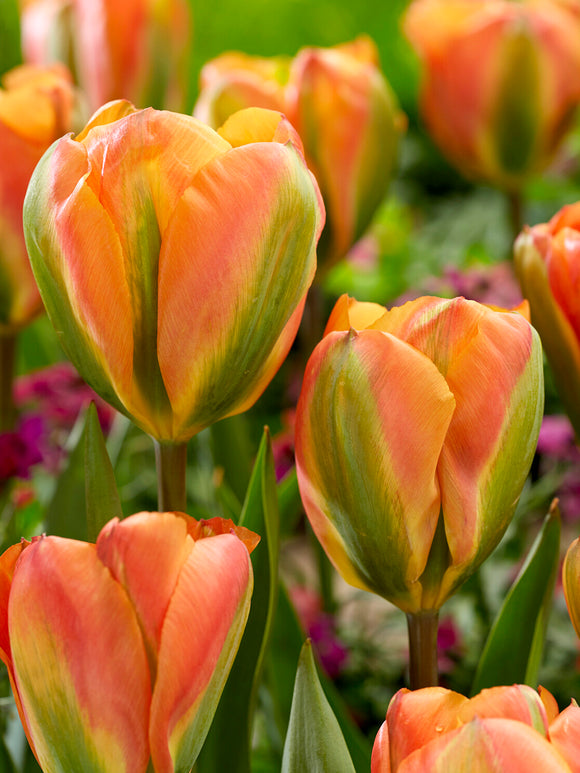 Viridiflora tulpan Orange Marmelade
