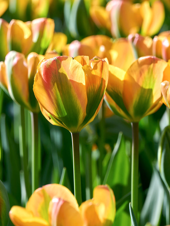 Vårblommande Tulpan Orange Marmelade